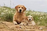 GOLDEN RETRIEVER 297